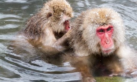 Japan’s Snow Monkeys Unscathed by Earthquake