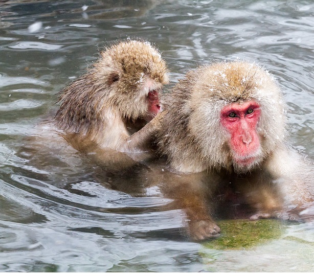 Japan’s Snow Monkeys Unscathed by Earthquake