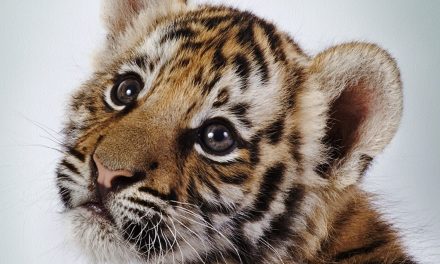 Baby tigers have blue eyes! And other fun tiger facts