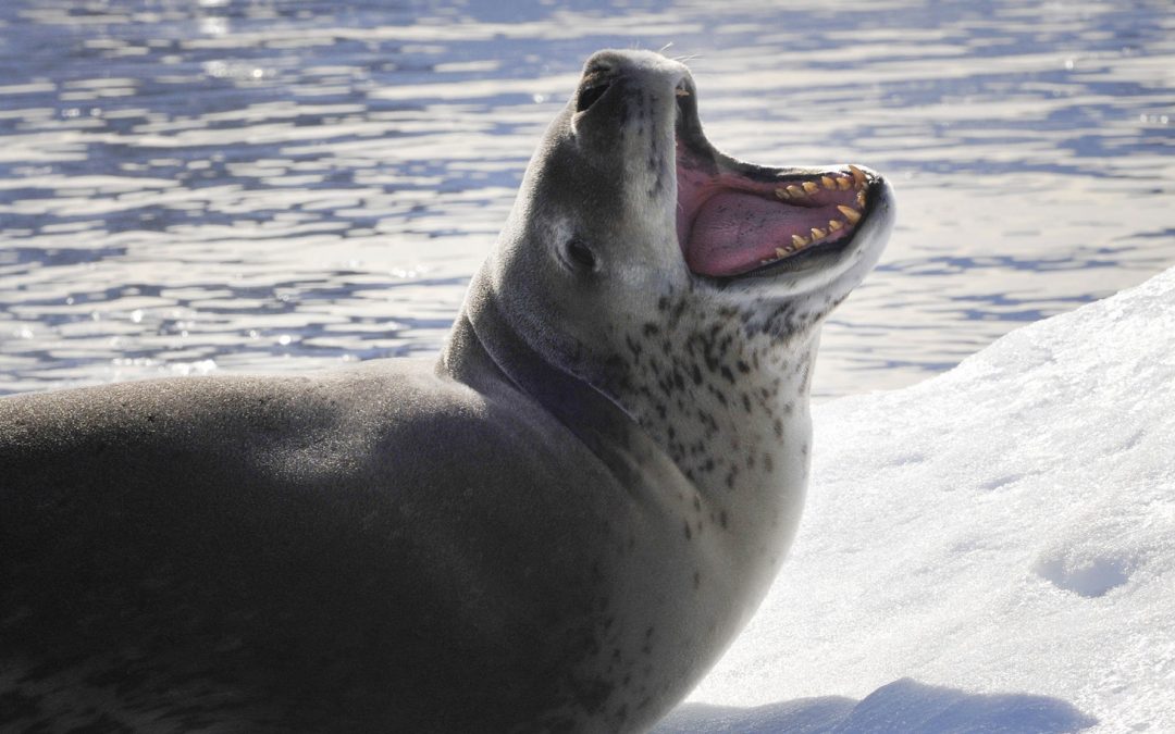 Video: When a Leopard Seal Serves You Lunch