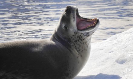 Video: When a Leopard Seal Serves You Lunch