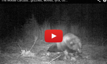 Some Folks Call Me “Gutpile”