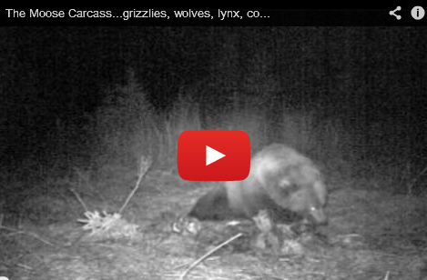 Some Folks Call Me “Gutpile”