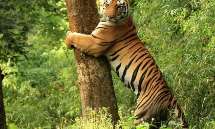 Tiger Numbers on the Upswing in India