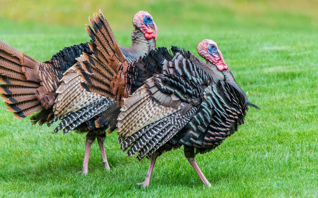 Video: Wild Turkey Takes on a Mail Truck