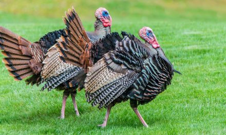 Video: Wild Turkey Takes on a Mail Truck