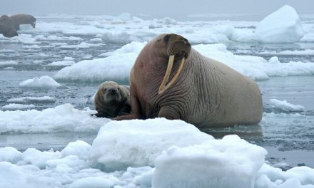 Video: Walrus Beach
