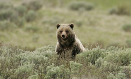 Blaming Animals for Our Bad Behavior