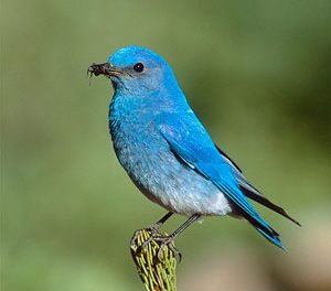 Create a Natural Habitat for Migratory Birds