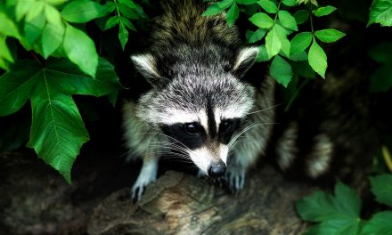 The Problem with Being Popular