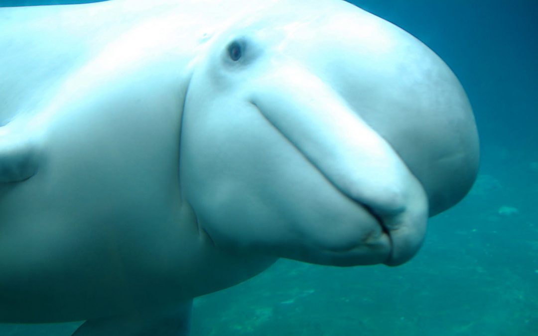 Video: Beluga Bath Time