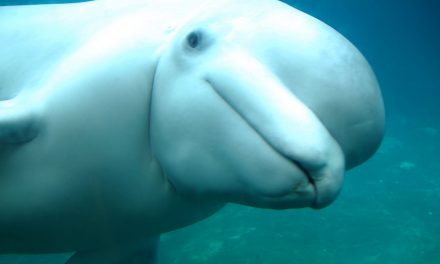 Video: Beluga Bath Time
