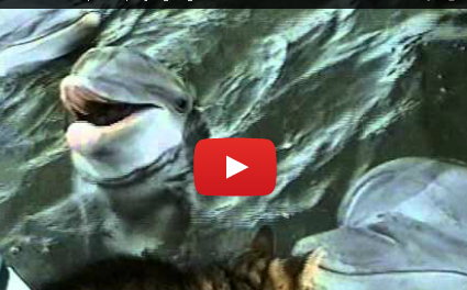 Unlikely Playmates: A Cat and a Dolphin Discover Each Other