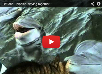Unlikely Playmates: A Cat and a Dolphin Discover Each Other