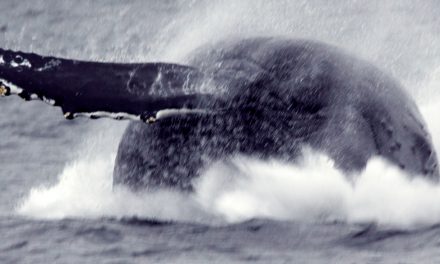 What Whales Contemplate