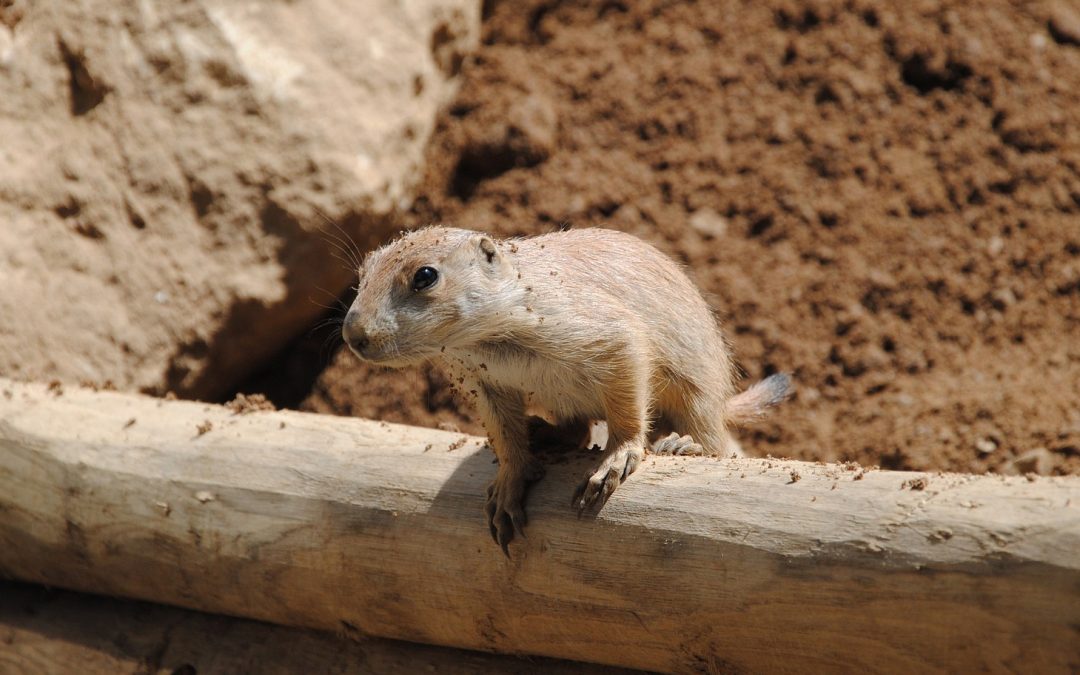 Videos: Lemming Suicide, the No. 1 Nature Hoax