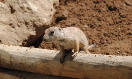 Videos: Lemming Suicide, the No. 1 Nature Hoax