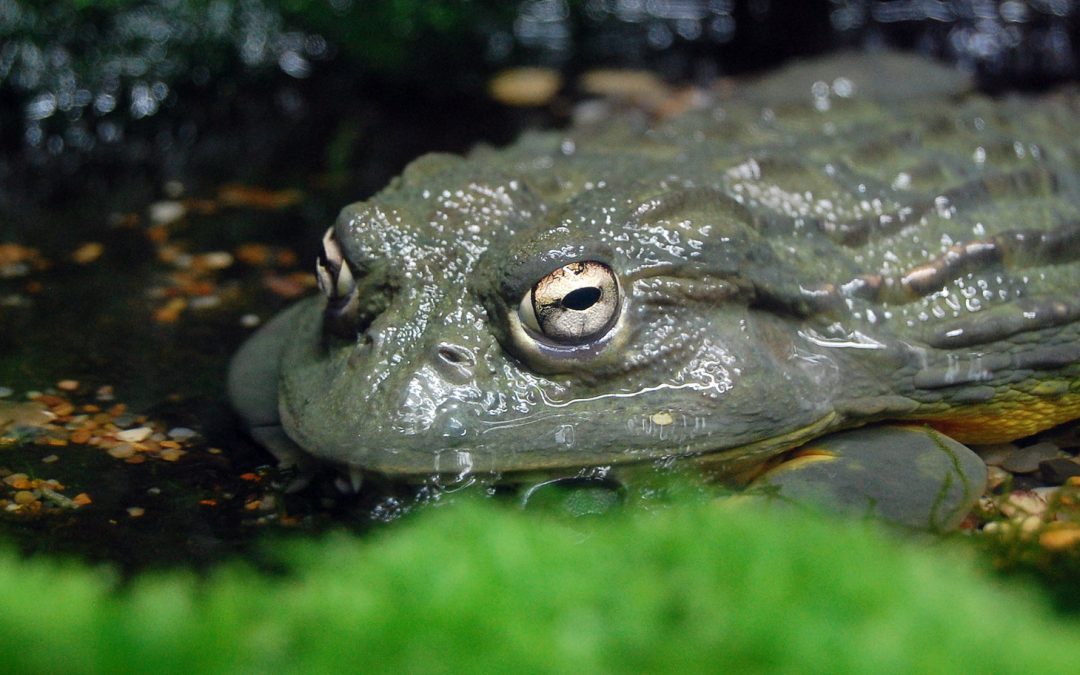 Bullfrog Father Knows Best