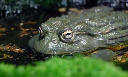 Bullfrog Father Knows Best