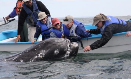 Close Encounters With Whales: Part II