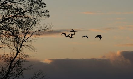 Great Migrations—from Small Creatures