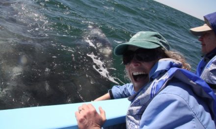Close Encounters with Whales: Part I
