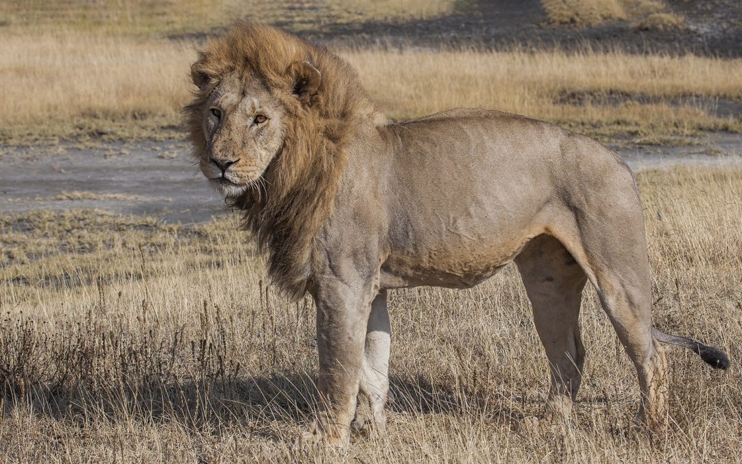 Video: From a Lion’s Point of View