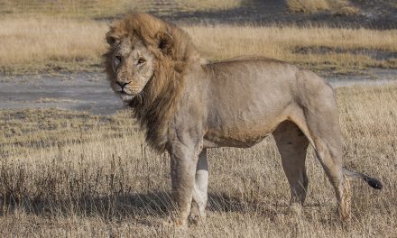 Video: From a Lion’s Point of View