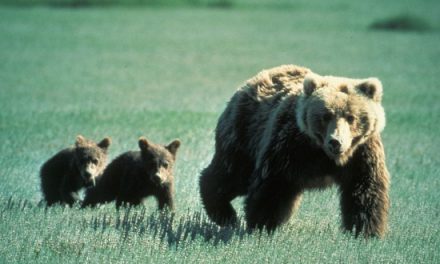 Where to View Endangered Species in North America