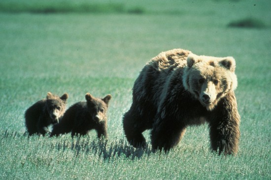 Where to View Endangered Species in North America
