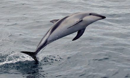 Dolphins as Therapists