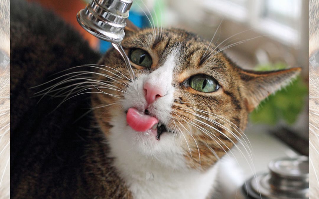 Animals Drinking Water, Creatively