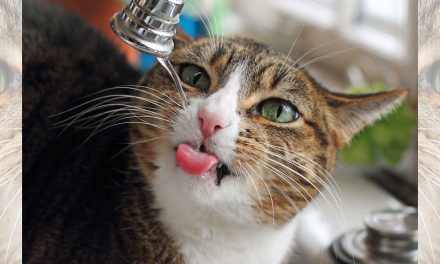 Animals Drinking Water, Creatively