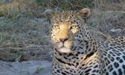 Why a Great Safari Guide Makes All the Difference