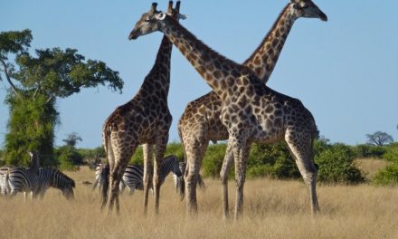 10 Things to Take On Your Africa Safari