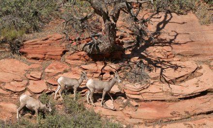 Turtle Runways and Pronghorn Highways