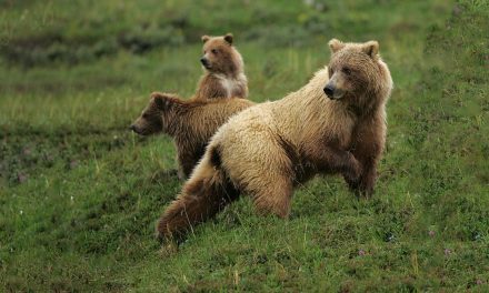 Living with Predators