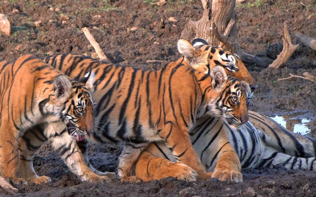 Tracking Tigers in India’s Wild Heart: A Grand Safari Adventure