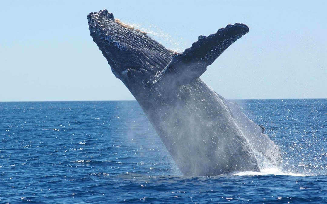 Video: Thank-You Note from a Whale