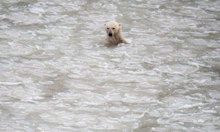Study: Polar Bear Cubs Drowning Due to Sea Ice Loss