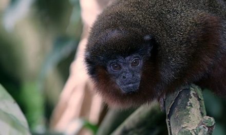 New monkey species discovered in Amazon