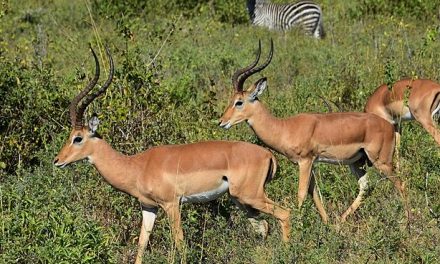 Deal With the Devil? Tanzania to Mine Uranium in Selous to Fund Park Upkeep