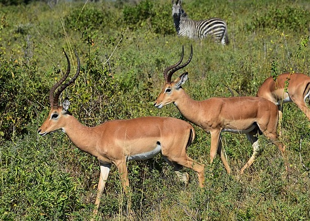 Deal With the Devil? Tanzania to Mine Uranium in Selous to Fund Park Upkeep