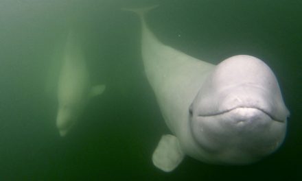 Adventure Coming, I Can Feel It in My Bones