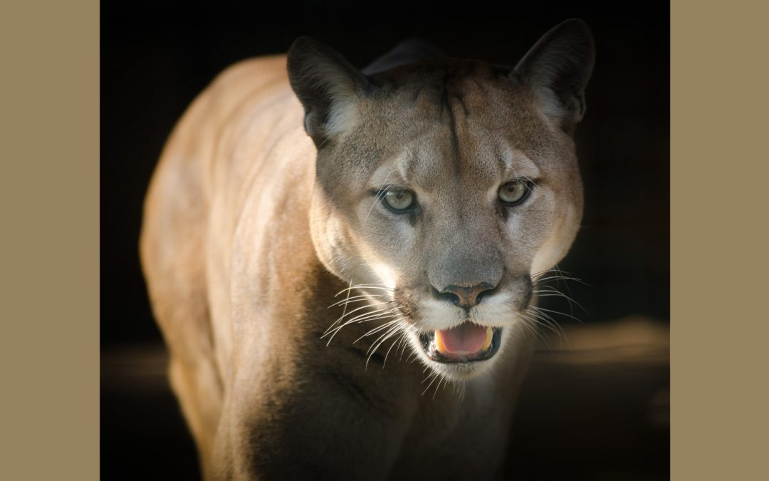 Extraordinary Cougar Caught on Tape