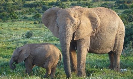 Tiny Elephant? No Oxymoron Here!