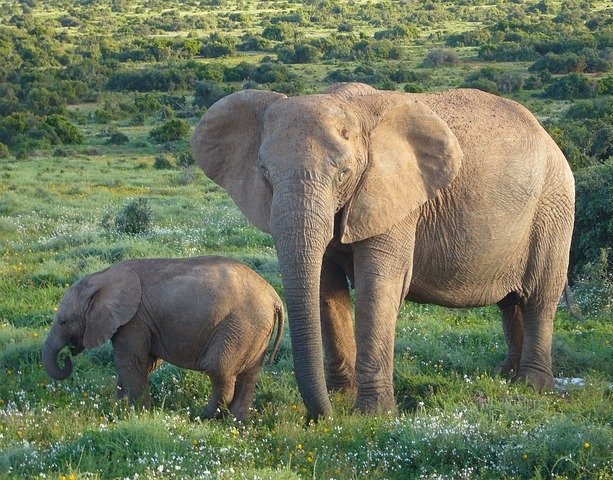 Tiny Elephant? No Oxymoron Here!