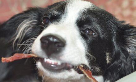 Video: Bacon—the Maple Kind