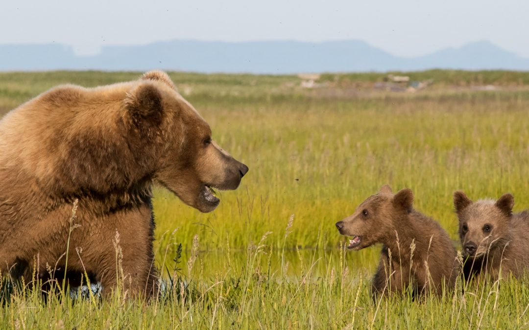 I “Break” for Bears