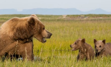 I “Break” for Bears